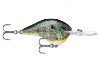 LIVE BLUEGILL